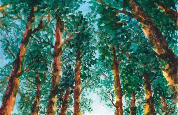 Краска сосна