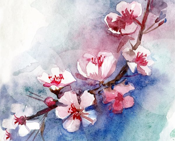 Ветка Сакуры акварель