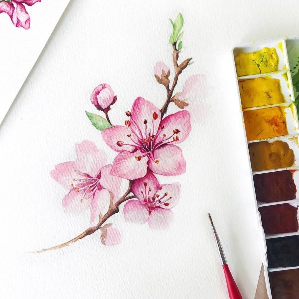 Ветка Сакуры акварель