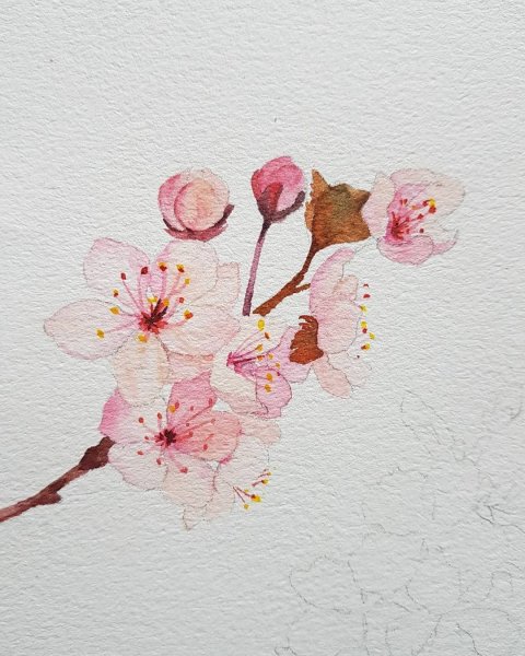 Ветка Сакуры акварель