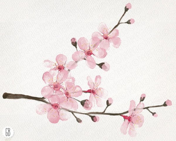 Цветущая веточка Сакуры акварелью