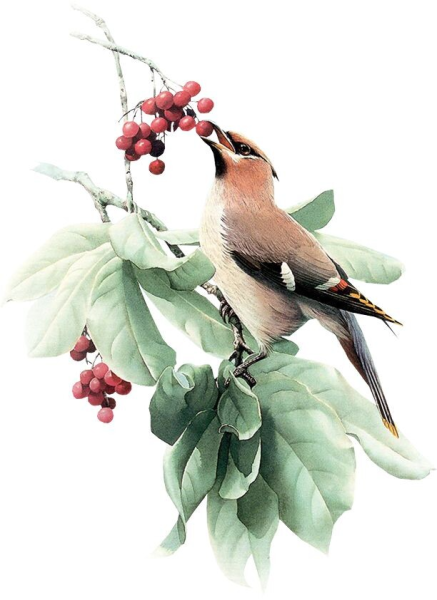 Zeng Xiao Lian (китайская живопись)