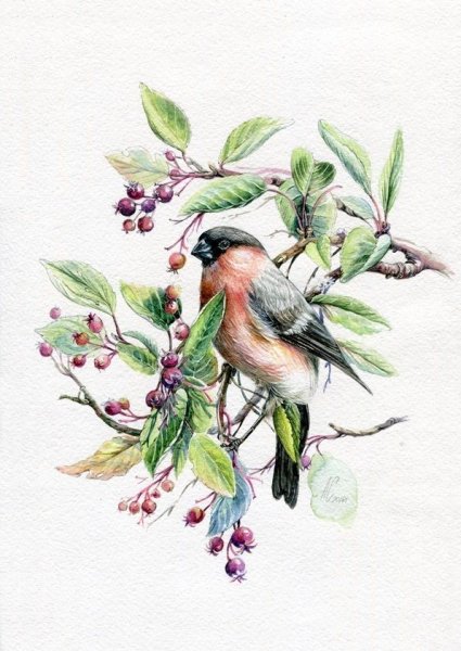 Птица в шиповнике