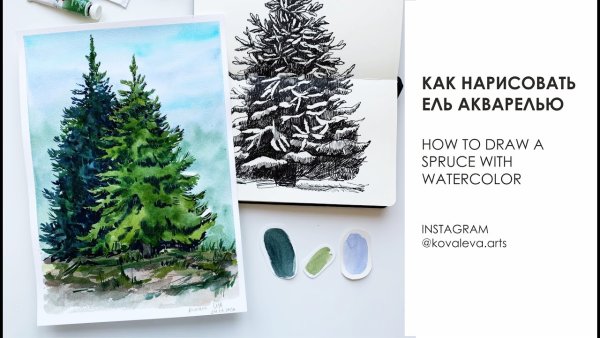 Ель рисунок акварелью маленький