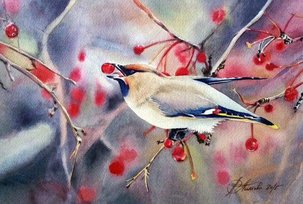 Свиристель акварелью