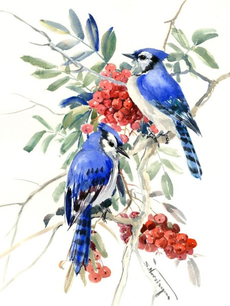 Птицы на ветке акварель