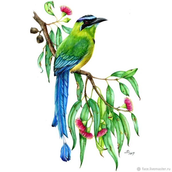 Птицы на ветке акварель