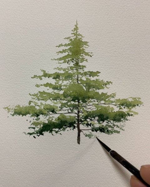 Этюд сосны акварелью