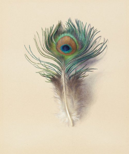 Перо Жар птицы акварель