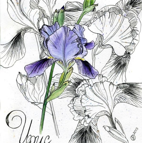 Скетчинг акварель Ирис