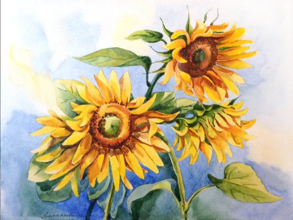 Жукова Елена Подсолнухи