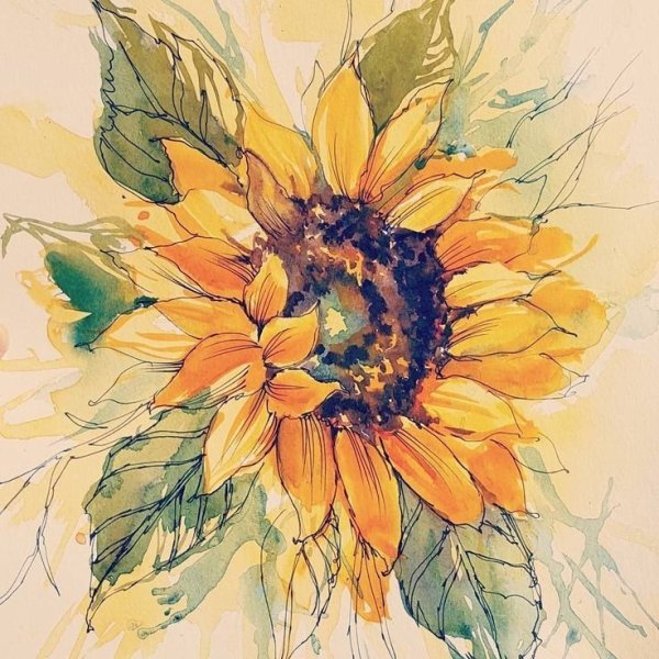 Акварельный скетч подсолнух