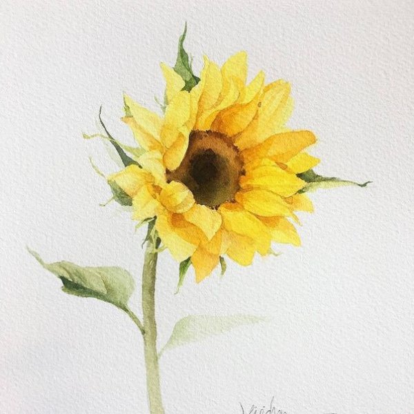 Подсолнух акварелью для начинающих
