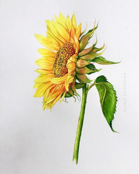 Sunflower Aquarel