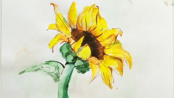 Подсолнухи акварель лёгкая
