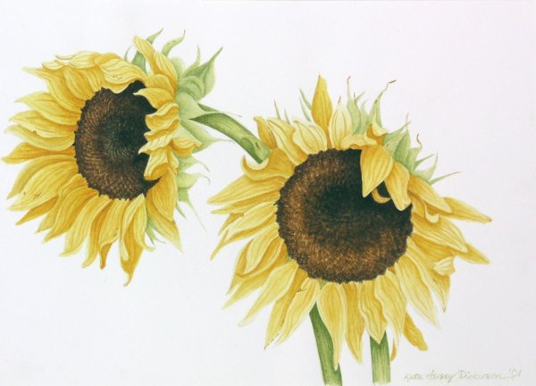 Подсолнух акварель на белом фоне