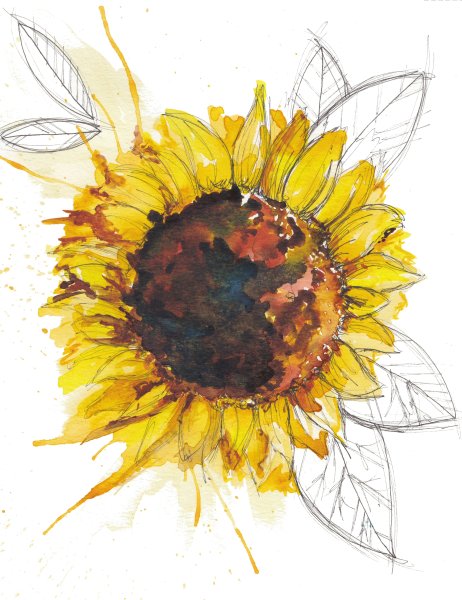 Цветы акварелью Подсолнухи