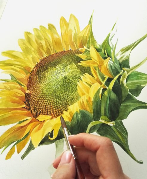 Ботаническая акварель подсолнух