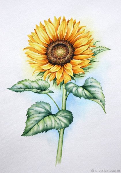Подсолнух акварелью для начинающих