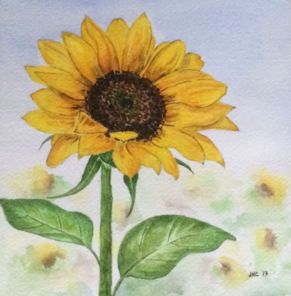 Акварельные карандаши Подсолнухи