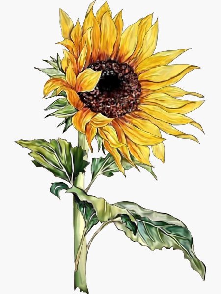 Подсолнухи акварелью Куцаевой Дарьи