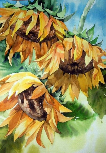 Подсолнухи акварелью