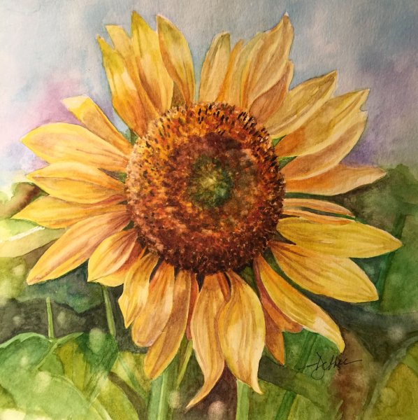 Подсолнечник акварель