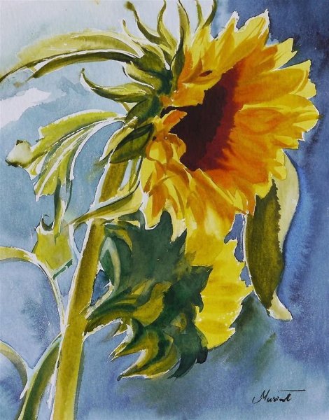 Подсолнечник акварель