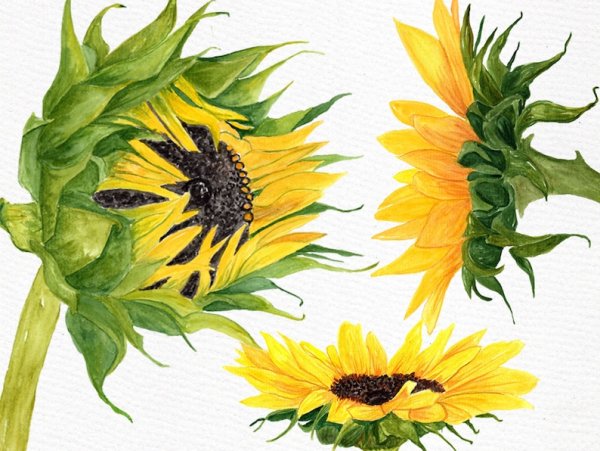 Подсолнухи акварелью Базанова