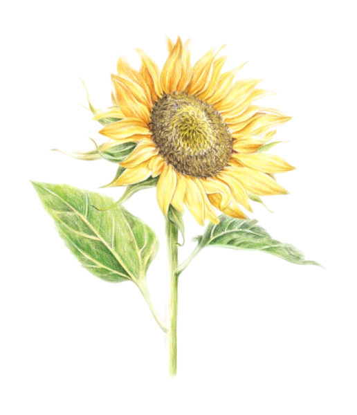 Подсолнухи акварелью