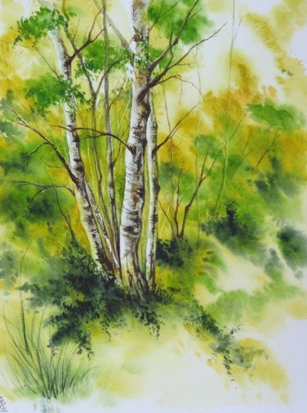 Береза акварелью