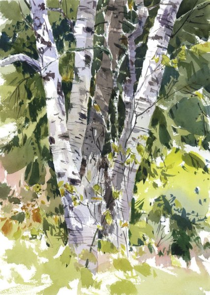 Рисование березы