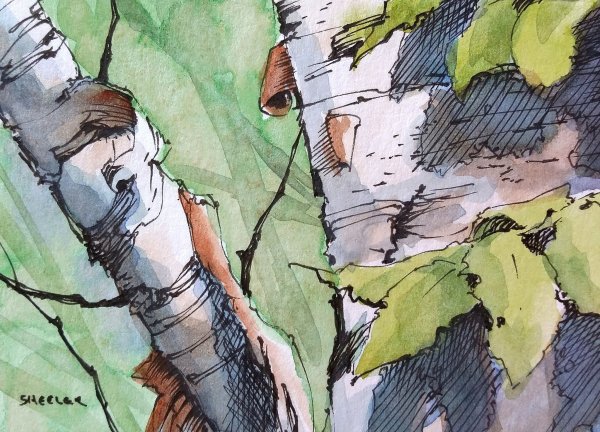 Ствол березы акварелью