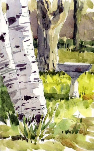 Береза акварелью Плинер
