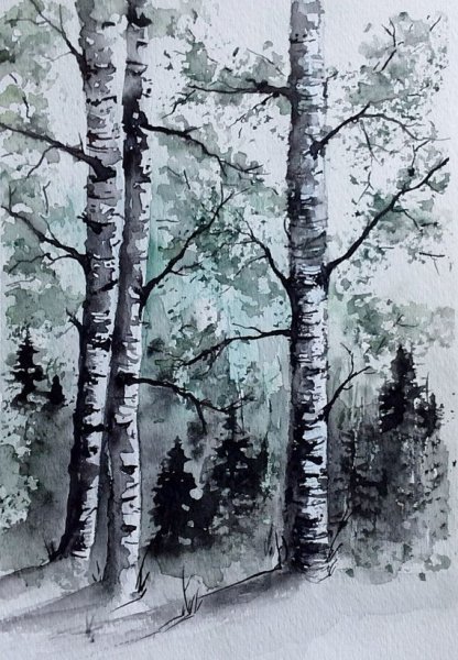 Береза рисунок