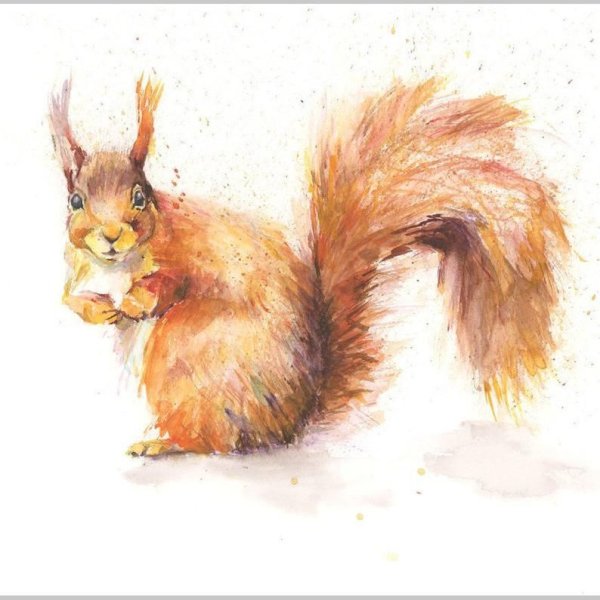 Белка акварелью