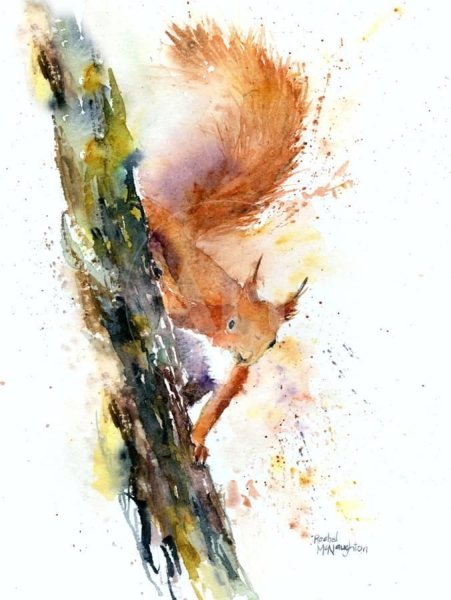 Белка эскиз акварель