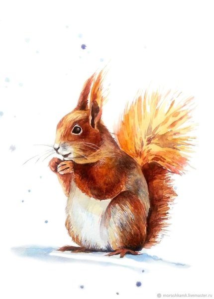 Белочка рисунок