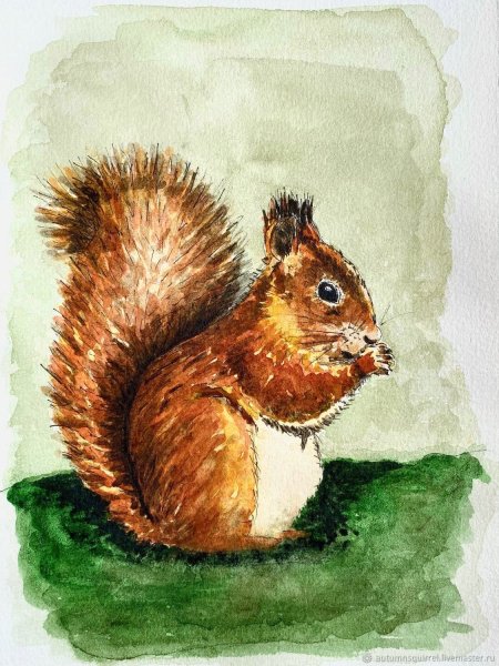 Белка акварелью