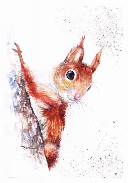 Бельчонок акварель