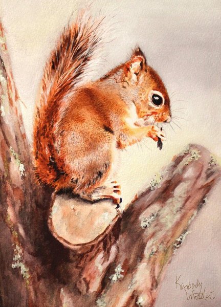 Живопись сангина белка