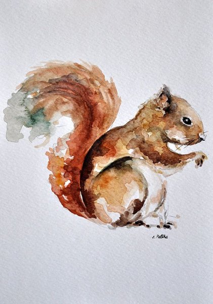 Скетч белка акварелью