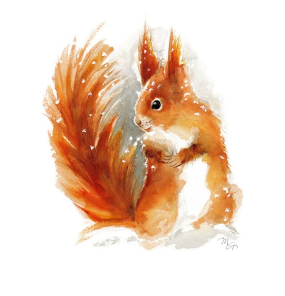 Белка гуашью