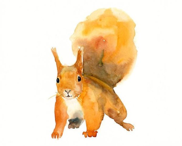Бельчонок акварель