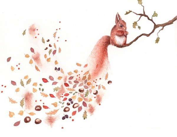 Милые иллюстрации белочки