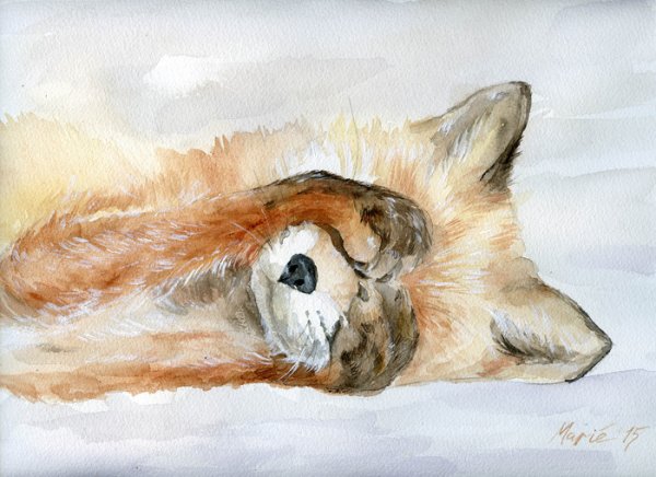 Спящий Лис акварель