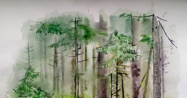 Зарисовки леса