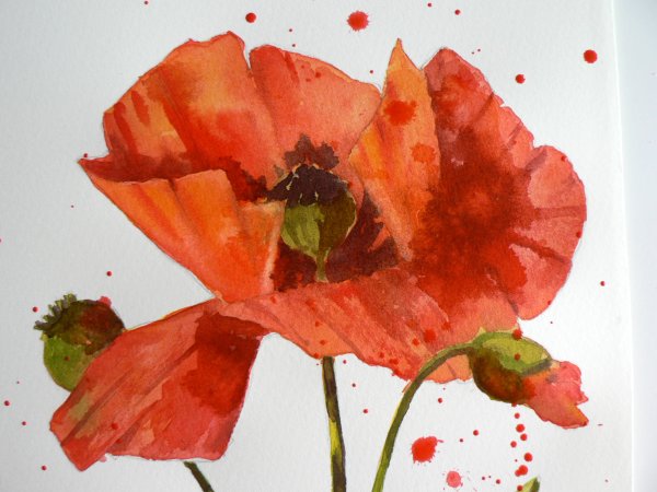 Маки акварелью