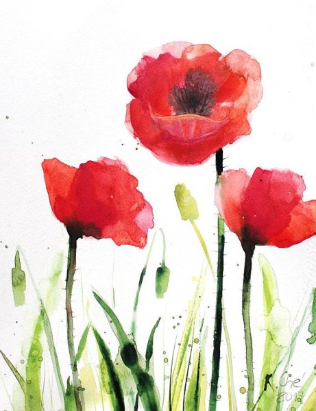 Мак акварель