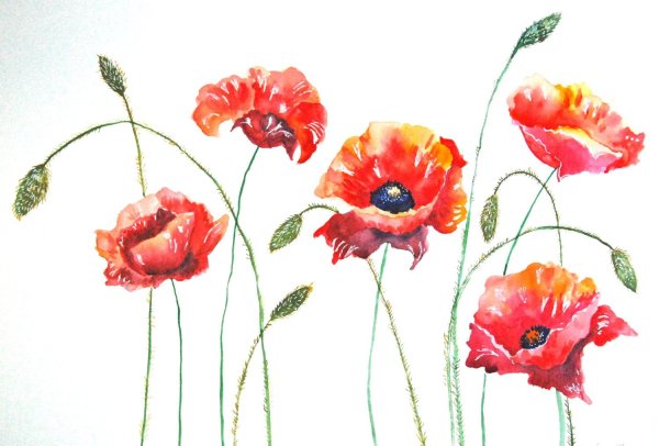 Акварель красные маки в раме